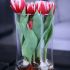 Tulipanes