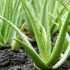 50 propiedades sorprendentes del aloe vera