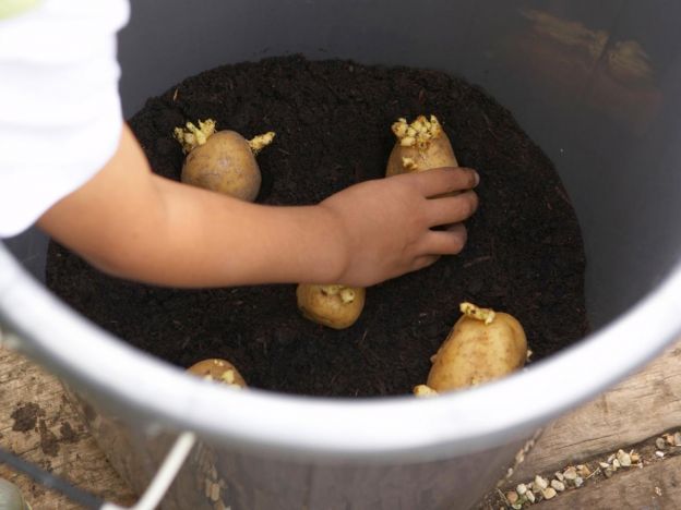 Cómo cultivar patatas en un cubo