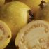 Guayaba