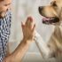 Claves para prevenir las mordidas de perro