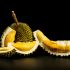Durian - Indonesia y Malasia
