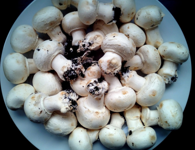 4.- champiñones o setas
