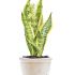 Sansevieria