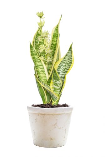 Sansevieria