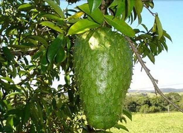 8. El pene-guanábana