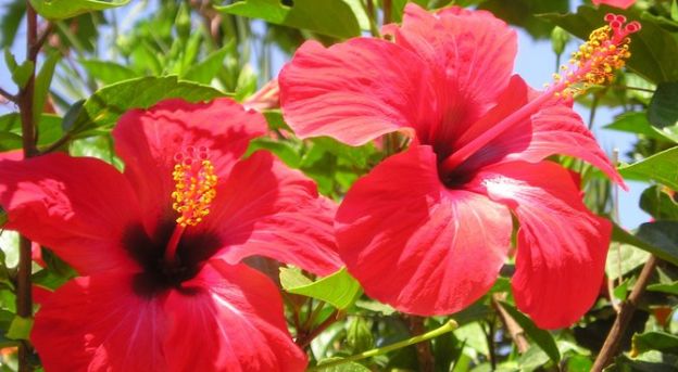 La flor de hibiscus