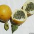 Granadilla