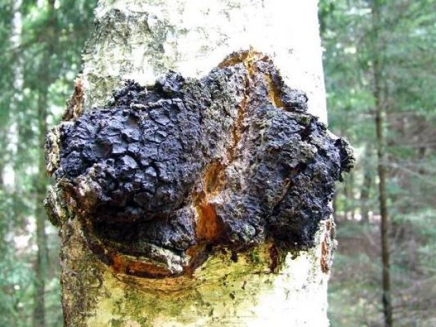 Hongo chaga