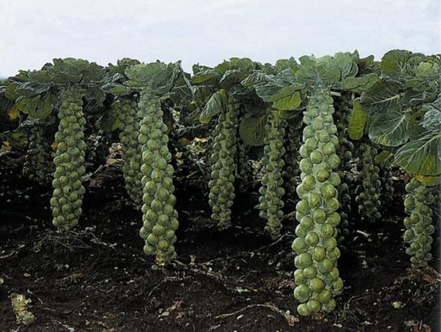 Las coles de Bruselas