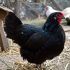 Pollo negro de Alsacia