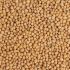 Sorgo