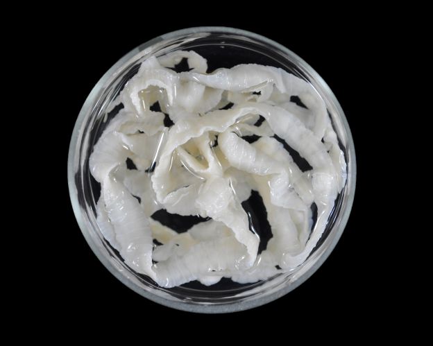 La tenia o solitaria