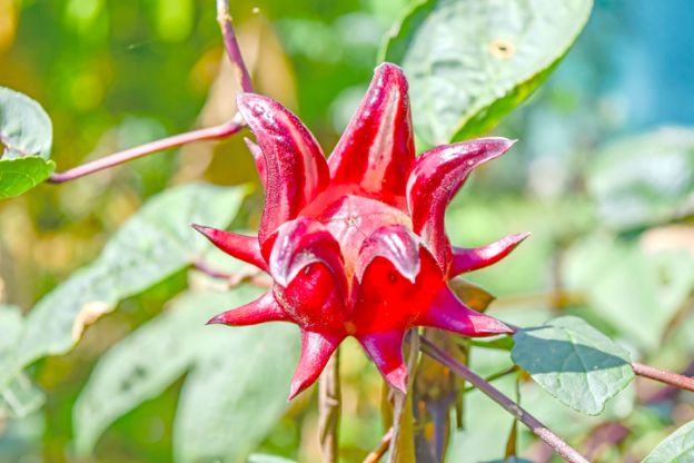 ROSELLA