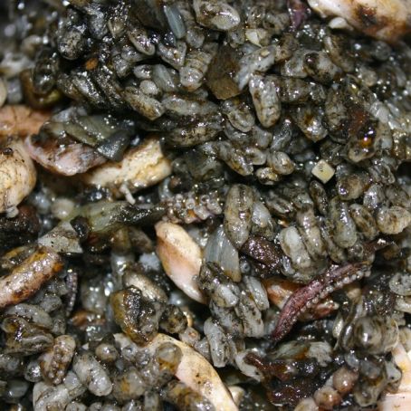 Arroz negro típico