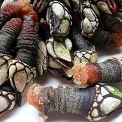Percebes de Cederia - Paso 1