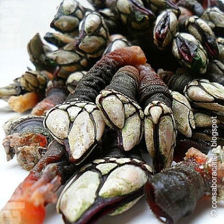 Percebes de Cederia