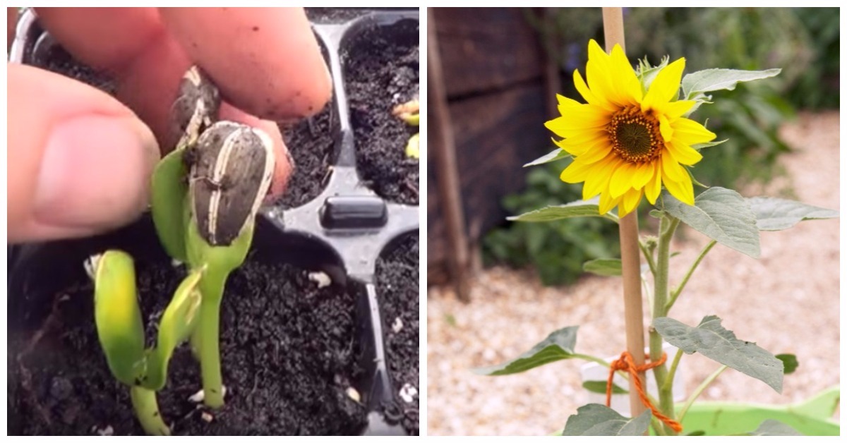 Cómo cultivar girasoles en casa, ¡es muy fácil!