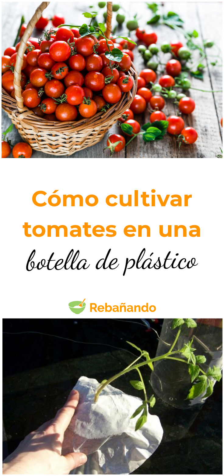 CULTIVAR TOMATES en una BOTELLA PLÁSTICO